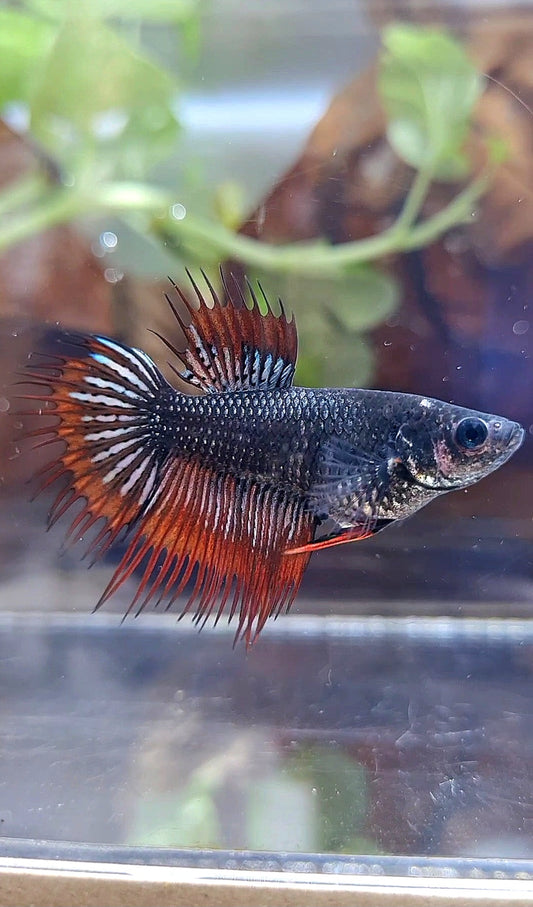 FEMALE KING CROWNTAIL ORANGE DARK MUSTARD BETTA FISH