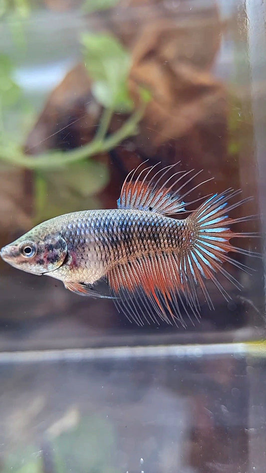 FEMALE KING CROWNTAIL ORANGE DARK MUSTARD BETTA FISH