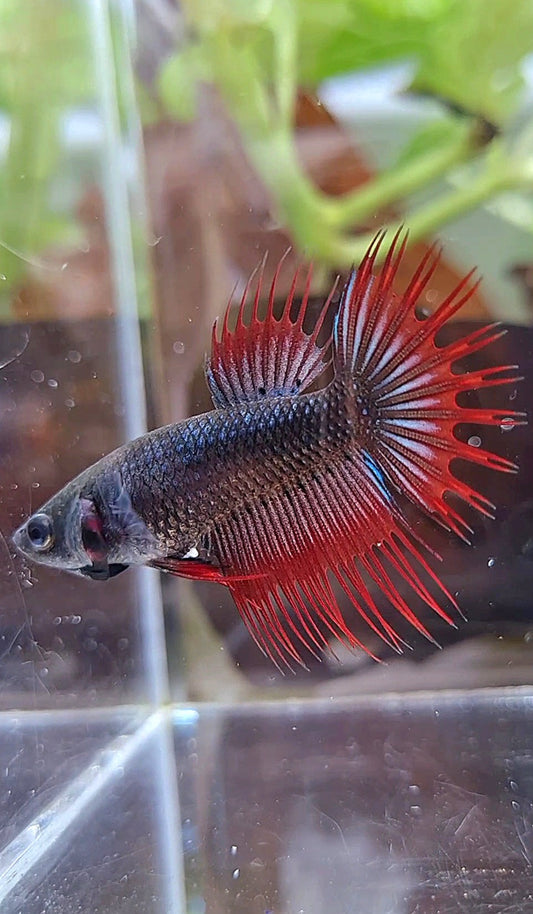 FEMALE KING CROWNTAIL BLACK VAMPIRE BETTA FISH