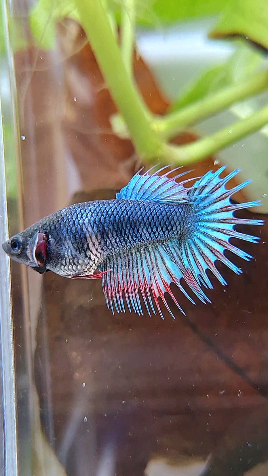 FEMALE KING CROWNTAIL BLUE GREEN TURQUOISE BETTA FISH