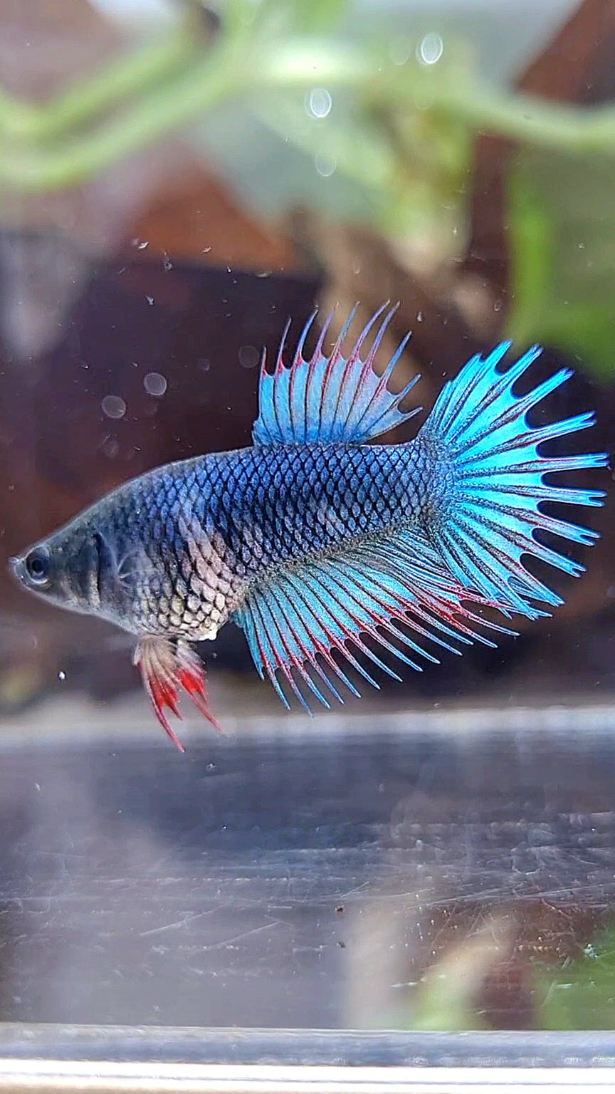 FEMALE KING CROWNTAIL BLUE GREEN TURQUOISE BETTA FISH