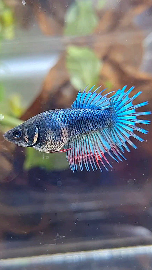 FEMALE KING CROWNTAIL BLUE GREEN TURQUOISE BETTA FISH