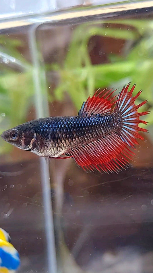 FEMALE KING CROWNTAIL BLACK VAMPIRE BETTA FISH