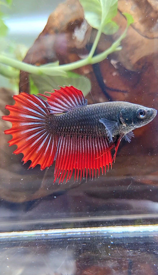 FEMALE KING CROWNTAIL BLACK VAMPIRE BETTA FISH