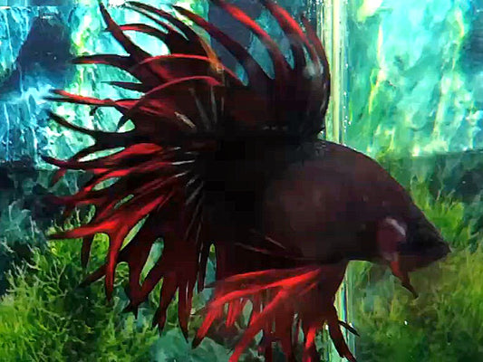 LUXURY KING CROWNTAIL BLACK VAMPIRE BETTA FISH