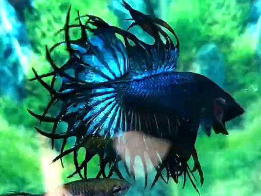 LUXURY KING CROWNTAIL BLUE GREEN BETTA FISH