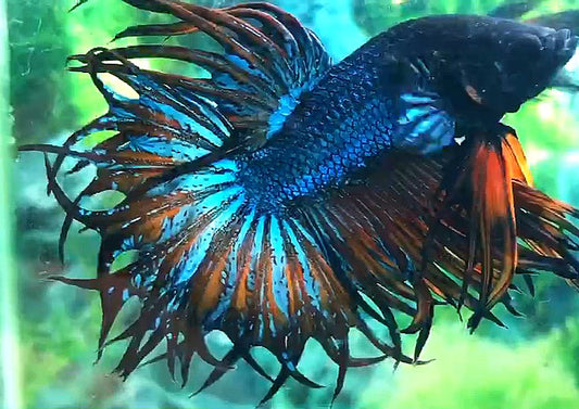 LUXURY KING CROWNTAIL BLUE YELLOW BETTA FISH