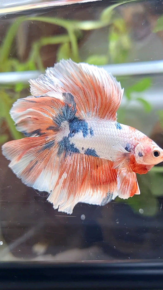 HALFMOON DOUBLE TAIL ROSETAIL PINK FLAMINGGO MARBLE BETTA FISH
