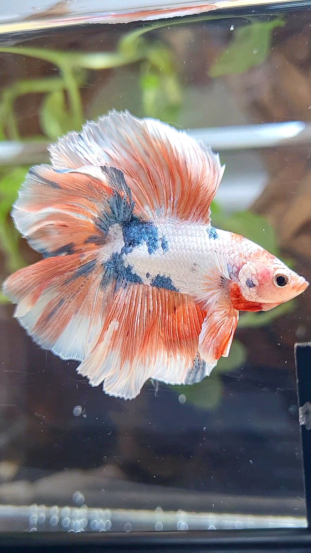 HALFMOON DOUBLE TAIL ROSETAIL PINK FLAMINGGO MARBLE BETTA FISH
