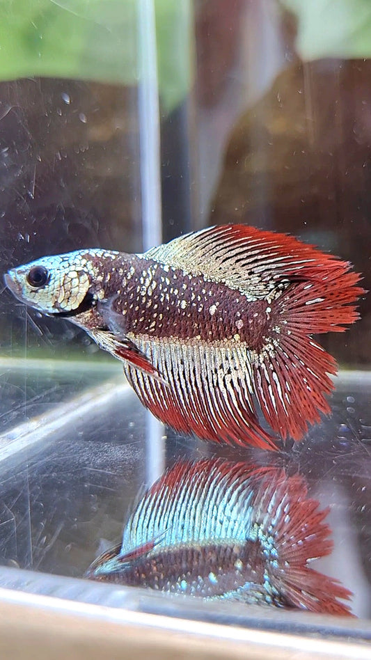 LUXURY HALFSUN DOUBLE TAIL ALIEN COPPER SAMURAI GALAXY HYBRID WILD BETTA FISH