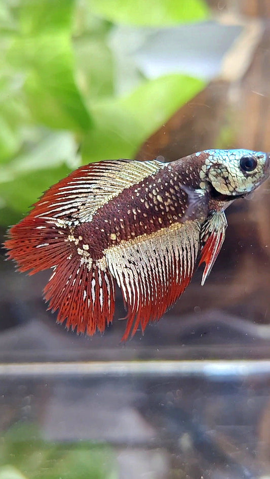 LUXURY HALFSUN DOUBLE TAIL ALIEN COPPER SAMURAI GALAXY HYBRID WILD BETTA FISH