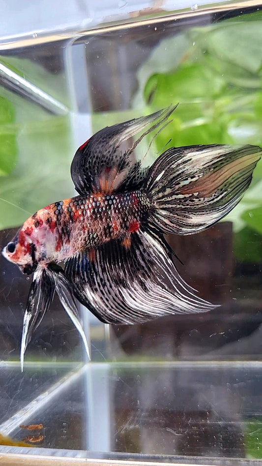LUXURY VEILTAIL BLACK KOI COPPER MULTICOLOR BETTA FISH