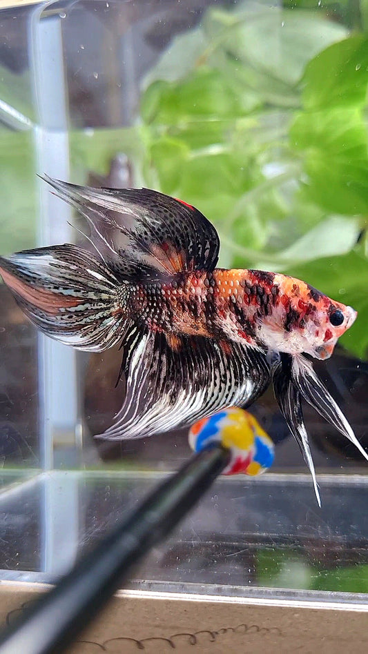 LUXURY VEILTAIL BLACK KOI COPPER MULTICOLOR BETTA FISH