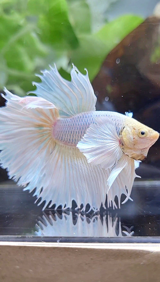 HALFMOON DUMBO EAR ROSETAIL WHITE PNIEAPPLE BETTA FISH