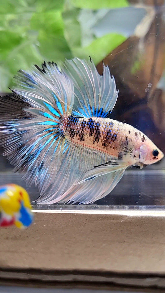 HALFMOON ROSETAIL YELLOW TIGER DOTS MULTICOLOR BETTA FISH