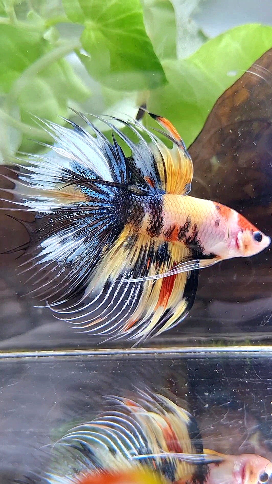 CROWNTAIL HALFMOON YELLOW KOI TIGER MULTICOLOR BETTA FISH