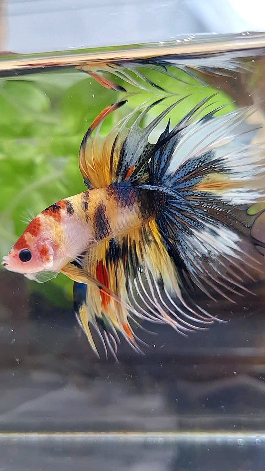 CROWNTAIL HALFMOON YELLOW KOI TIGER MULTICOLOR BETTA FISH