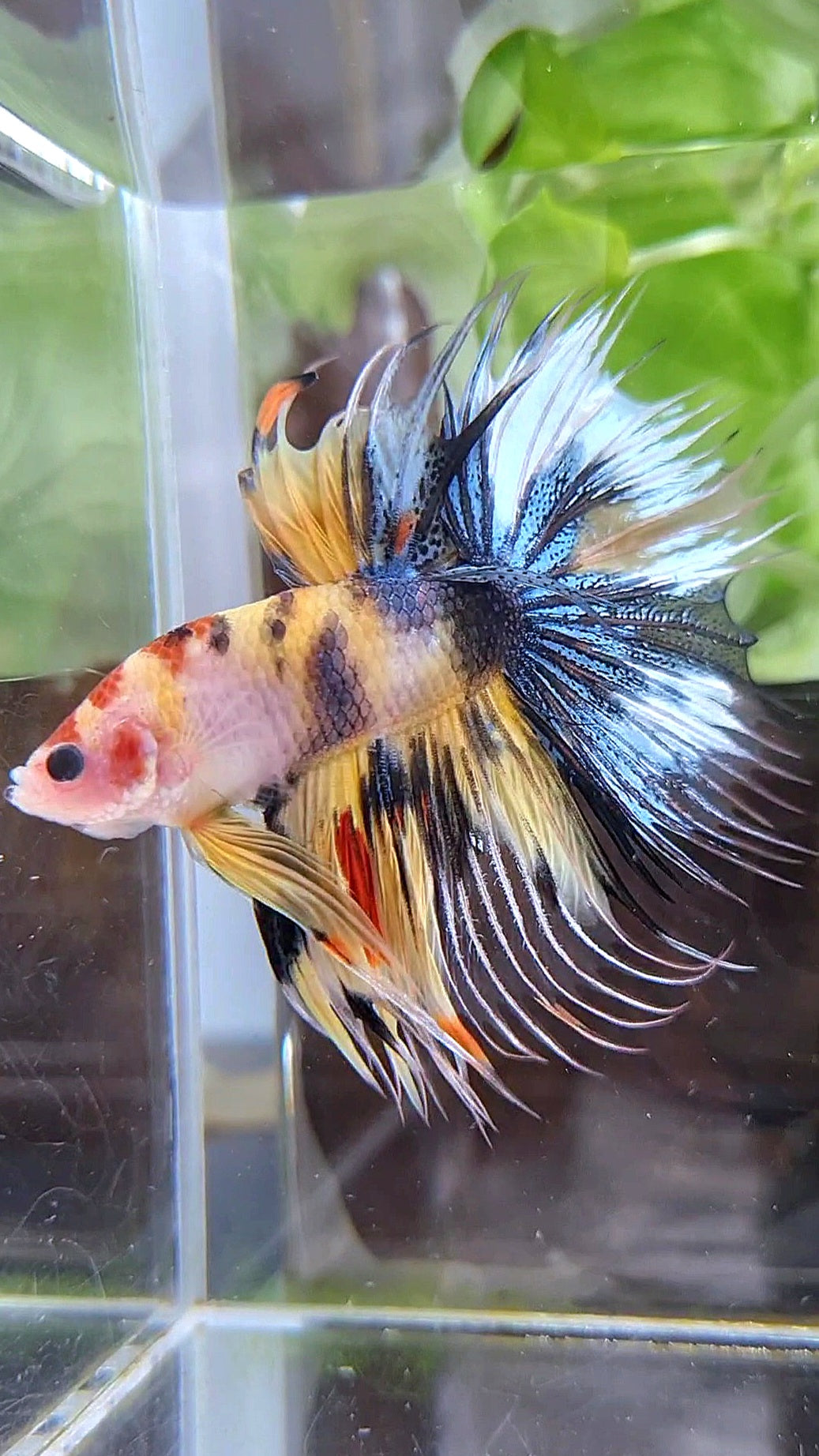 CROWNTAIL HALFMOON YELLOW KOI TIGER MULTICOLOR BETTA FISH