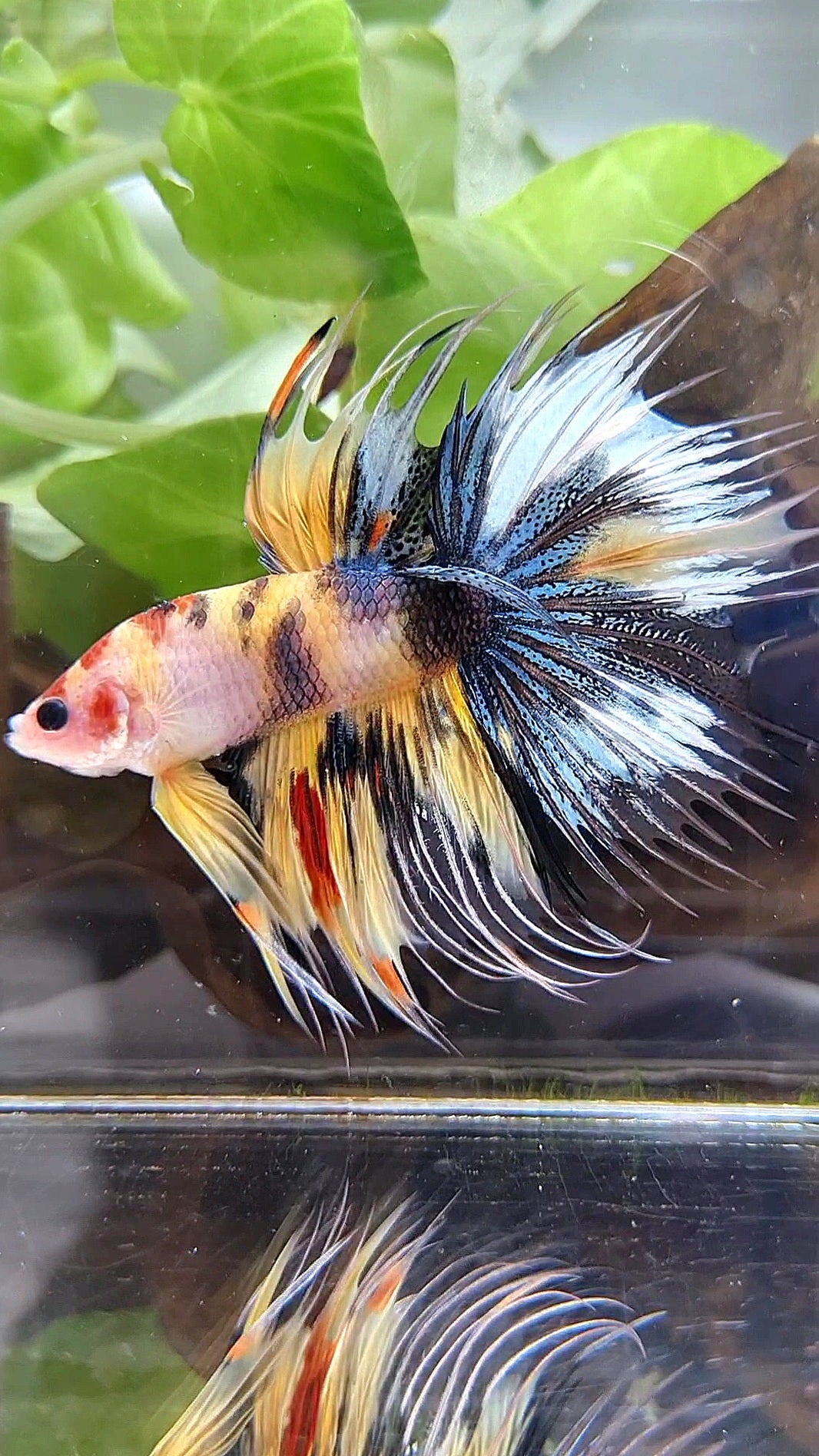 CROWNTAIL HALFMOON YELLOW KOI TIGER MULTICOLOR BETTA FISH