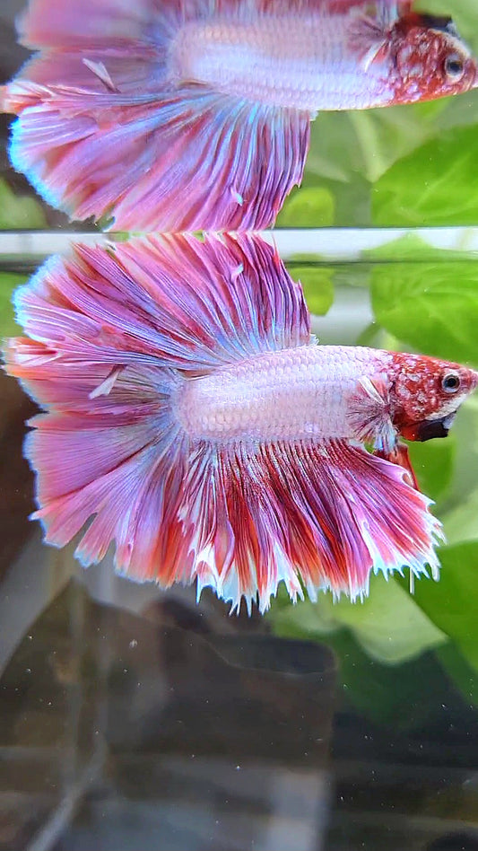 KING ROSETAIL HALFMOON DOUBLE TAIL PINK BETTA FISH