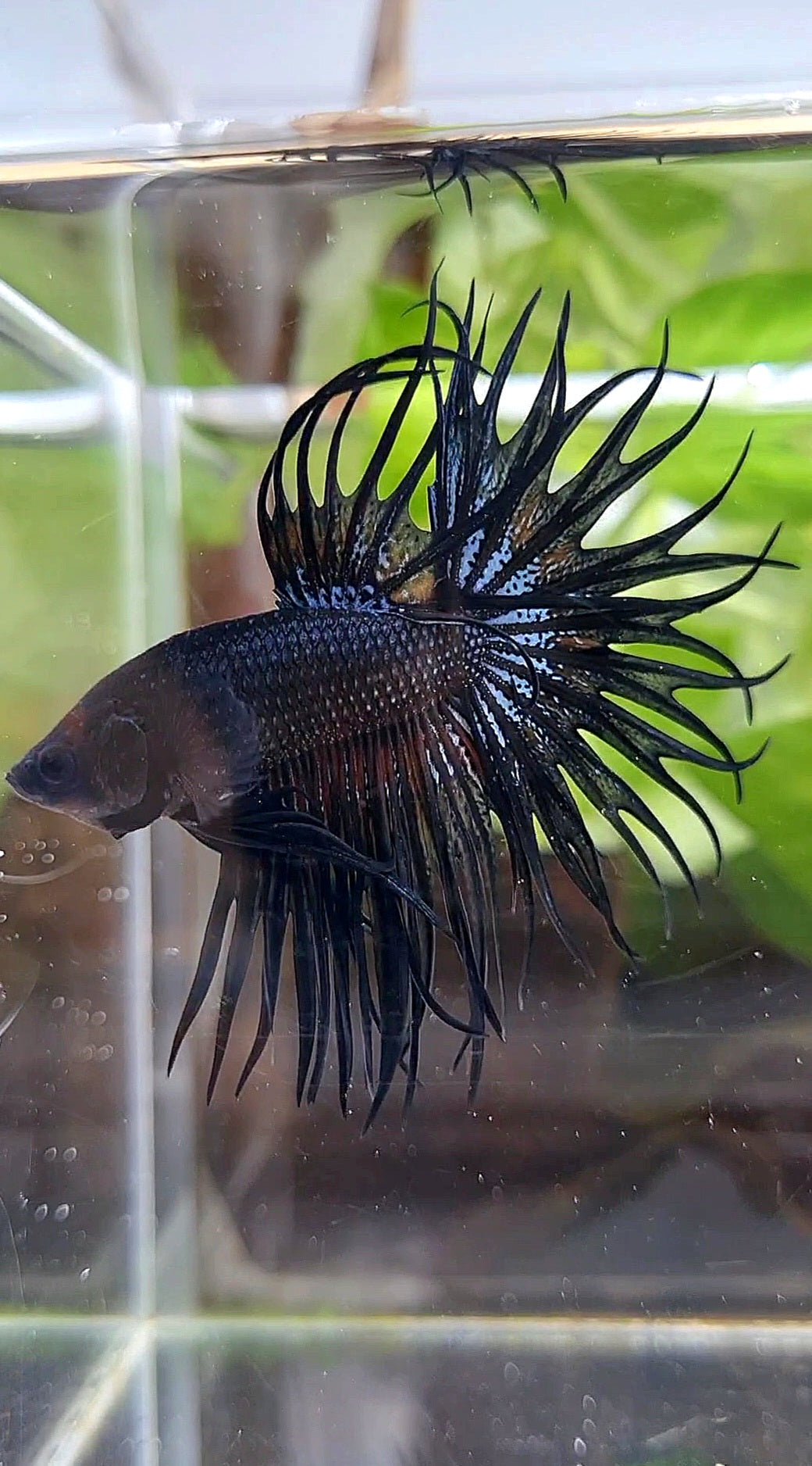 KING CROWNTAIL BLACK ORCHID ORANGE WASH BETTA FISH
