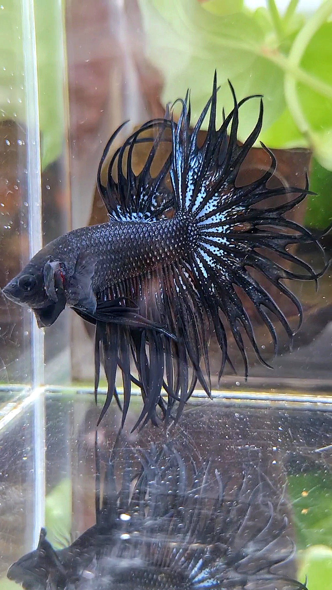KING CROWNTAIL BLACK ORCHID ORANGE WASH BETTA FISH