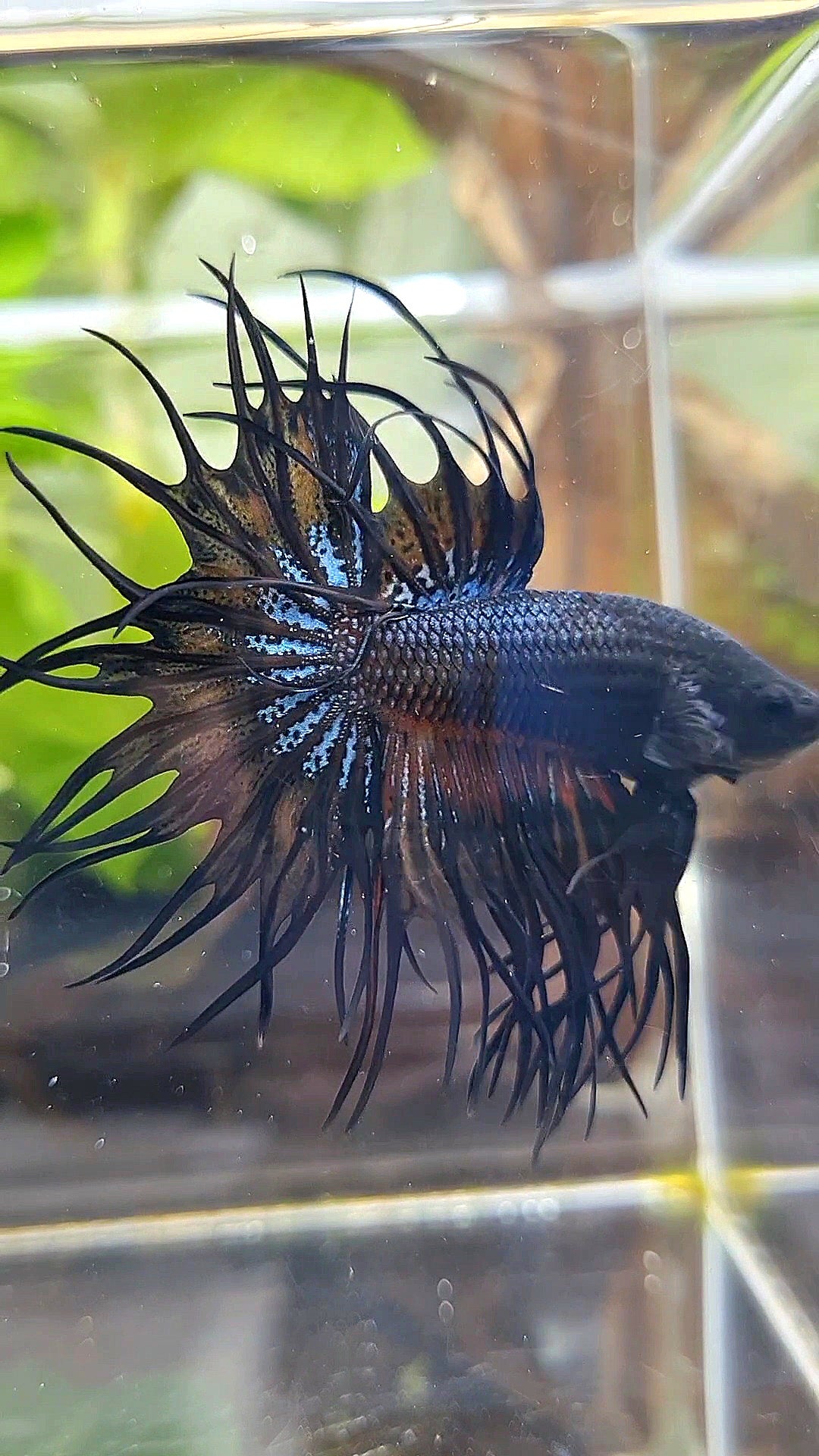 KING CROWNTAIL BLACK ORANGE WASH BETTA FISH