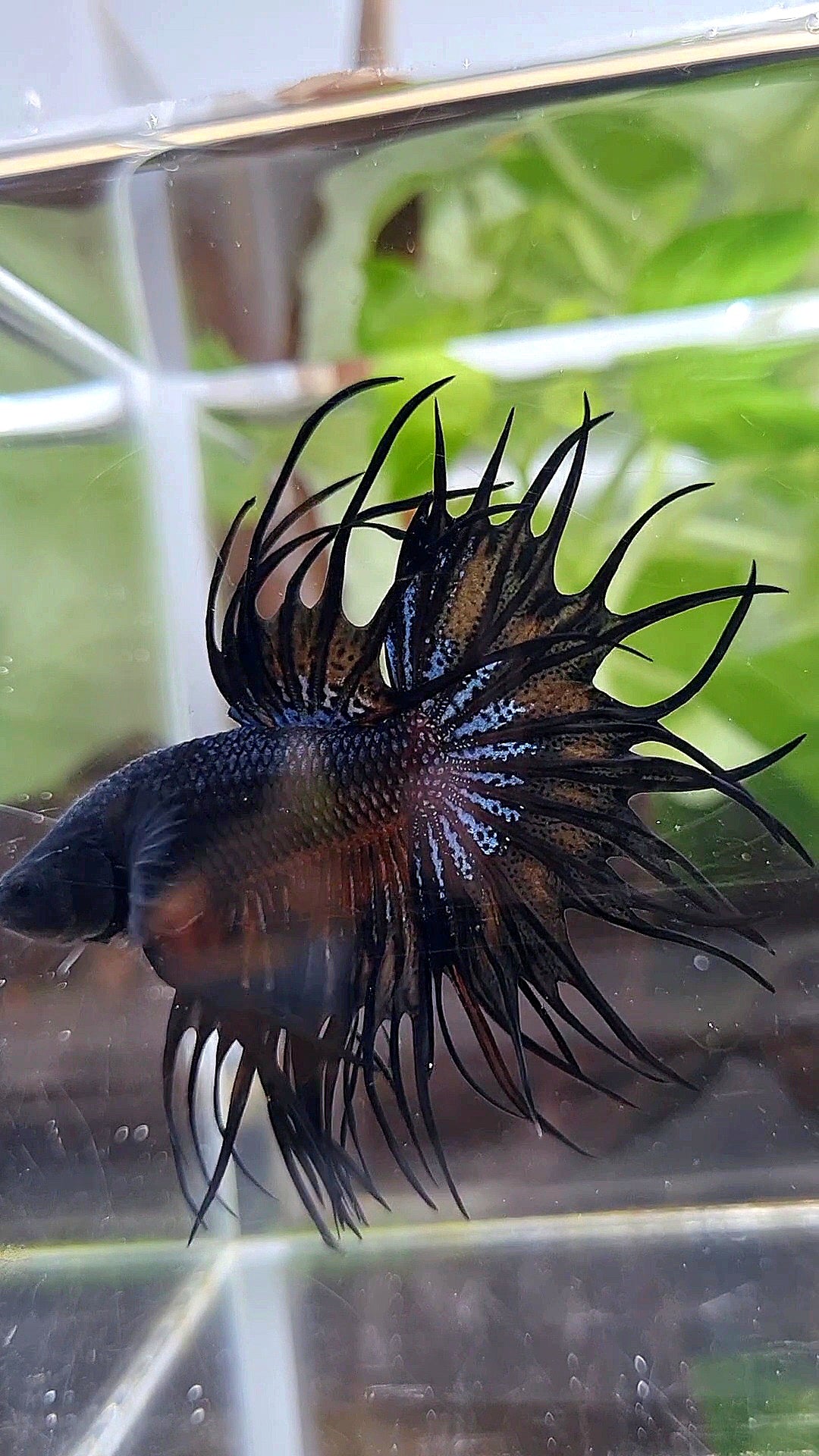 KING CROWNTAIL BLACK ORANGE WASH BETTA FISH