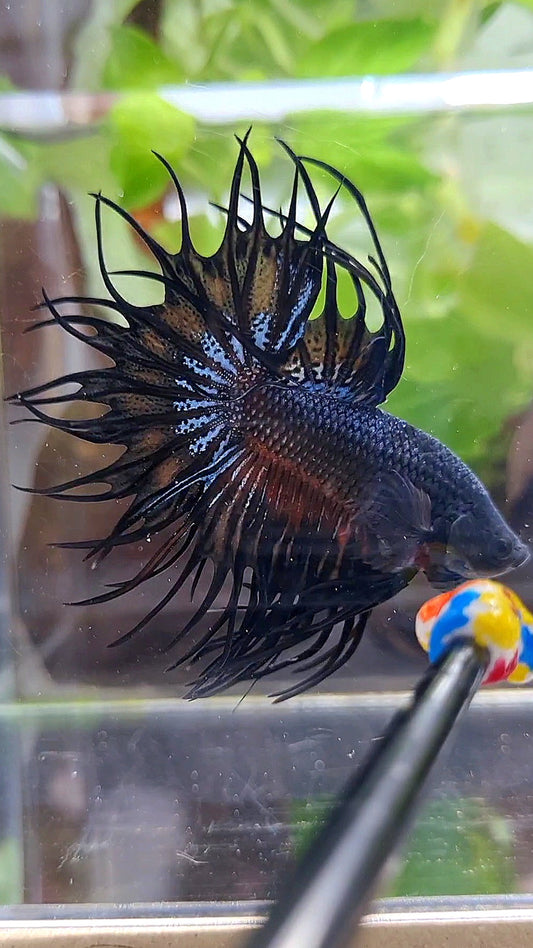 KING CROWNTAIL BLACK ORANGE WASH BETTA FISH