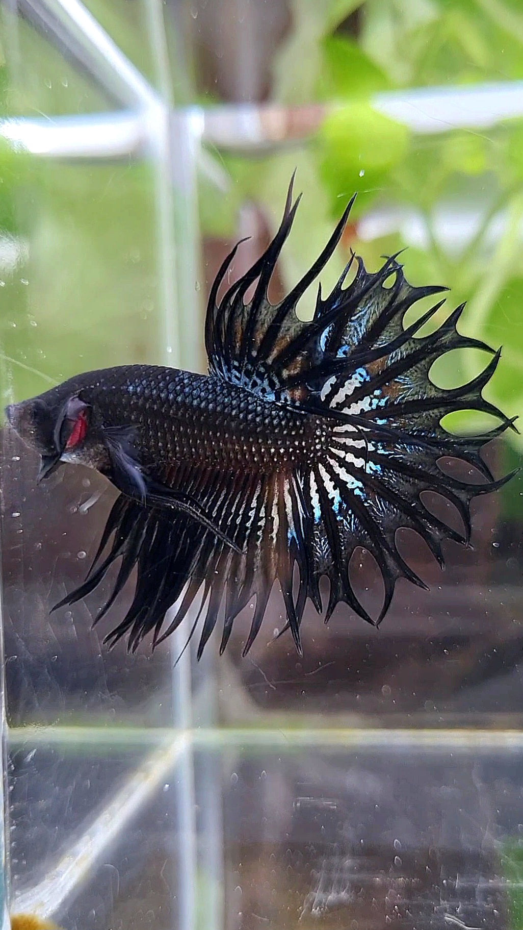 KING CROWNTAIL BLACK ORCHID  BETTA FISH