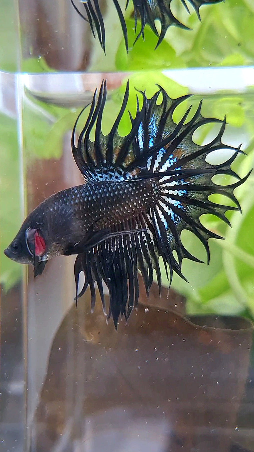 KING CROWNTAIL BLACK ORCHID  BETTA FISH