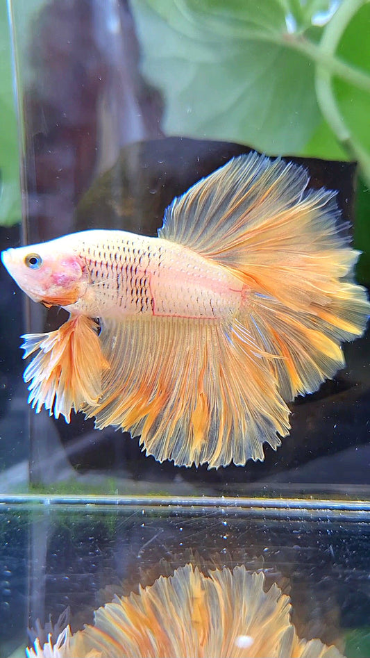 KING ROSETAIL HALFMOON YELLOW SOLID BETTA FISH