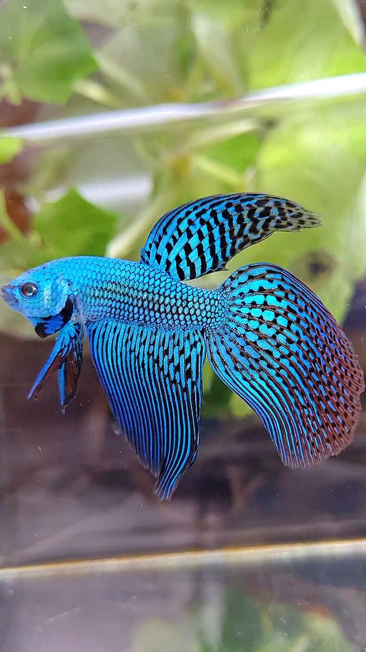 LONGFIN VEILTAIL ALIEN GREEN BLUE HYBRID WILD BETTA FISH