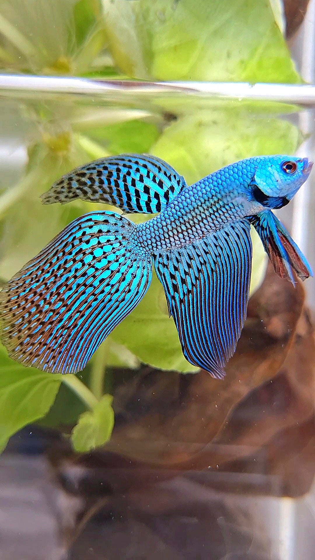 LONGFIN VEILTAIL ALIEN GREEN BLUE HYBRID WILD BETTA FISH