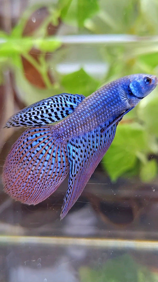 LONGFIN VEILTAIL ALIEN BLUE HYBRID BETTA FISH