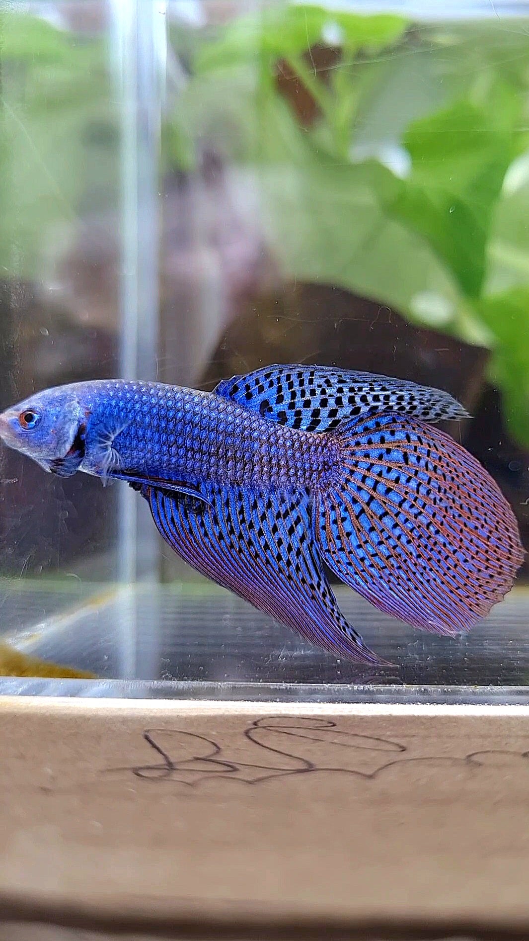 LONGFIN VEILTAIL ALIEN BLUE HYBRID BETTA FISH