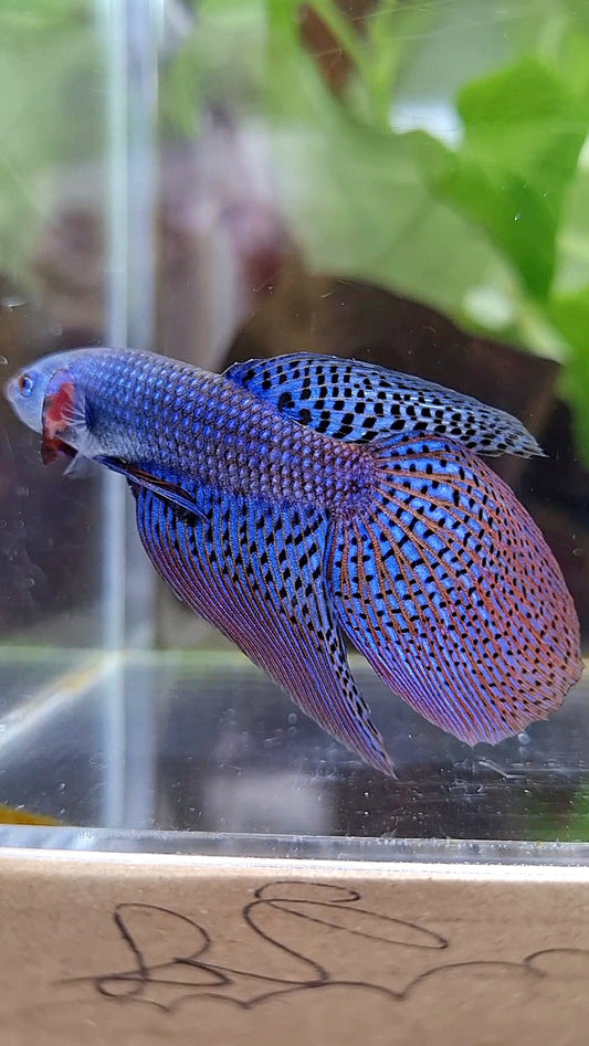 LONGFIN VEILTAIL ALIEN BLUE HYBRID BETTA FISH