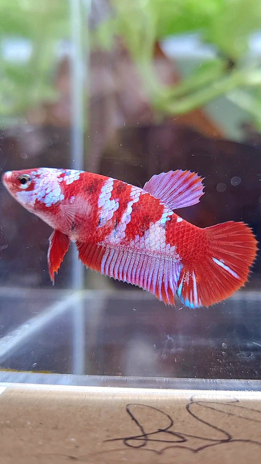FEMALE PLAKAT BARONGSAI RED WHITE GALAXY MULTICOLOR BETTA FISH