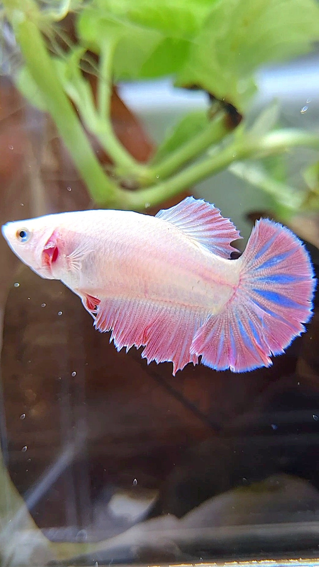 FEMALE HALFMOON ROSETAIL PINK BETTA FISH