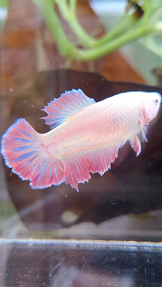 FEMALE HALFMOON ROSETAIL PINK BETTA FISH