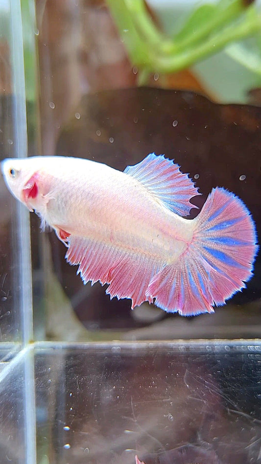 FEMALE HALFMOON ROSETAIL PINK BETTA FISH