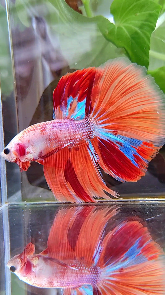 GIANT HALFMOON TOTAL 7,5CM+ ORANGE CANDY MULTICOLOR BETTA FISH