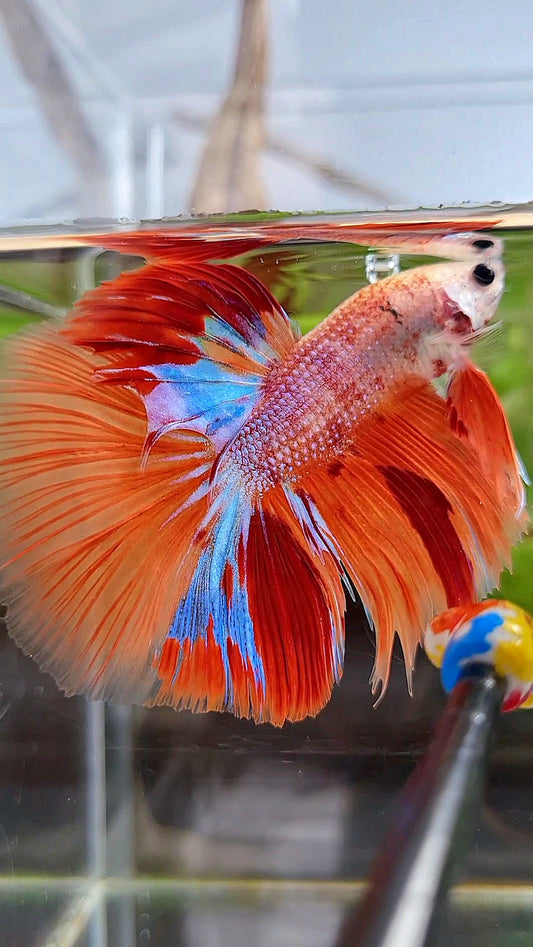 GIANT HALFMOON TOTAL 7,5CM+ ORANGE CANDY MULTICOLOR BETTA FISH