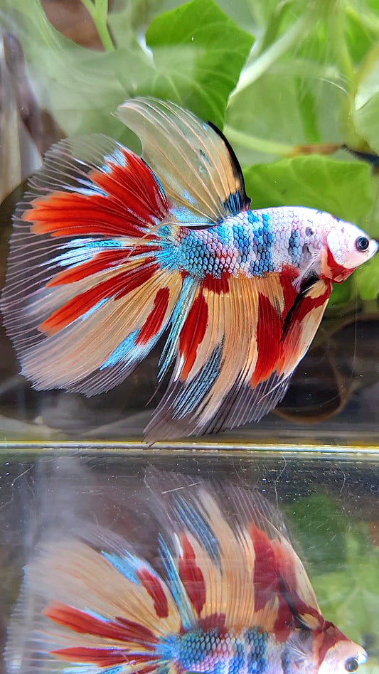 GIANT HALFMOON TOTAL 7,5CM+ FANCY FIRE MULTICOLOR BETTA FISH