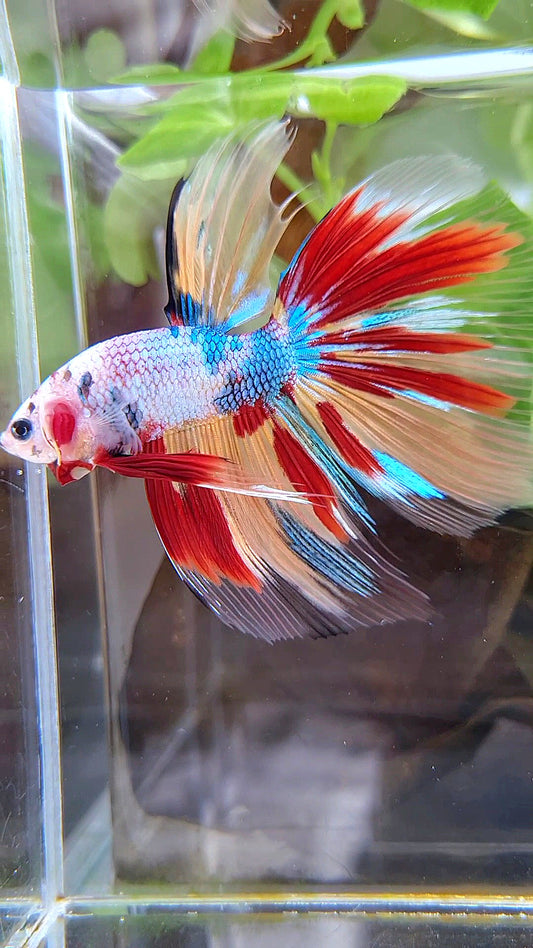 GIANT HALFMOON TOTAL 7,5CM+ FANCY FIRE MULTICOLOR BETTA FISH