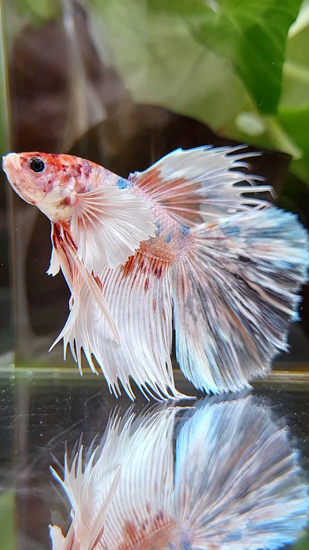 HALFSUN DUMBO EAR KOI ORANGE MULTICOLOR BETTA FISH