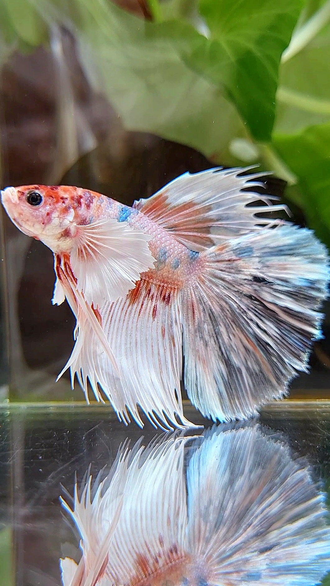HALFSUN DUMBO EAR KOI ORANGE MULTICOLOR BETTA FISH