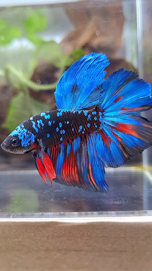 HALFMOON ROSETAIL BLACK GALAXY BLUE AVATAR BETTA FISH