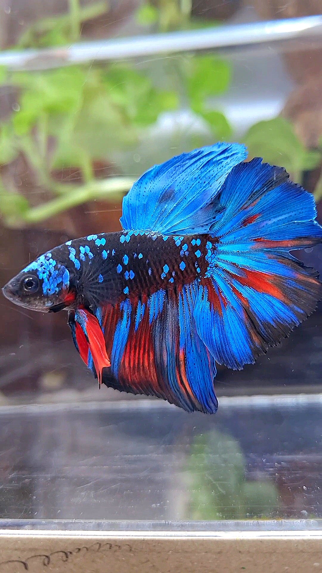 HALFMOON ROSETAIL BLACK GALAXY BLUE AVATAR BETTA FISH