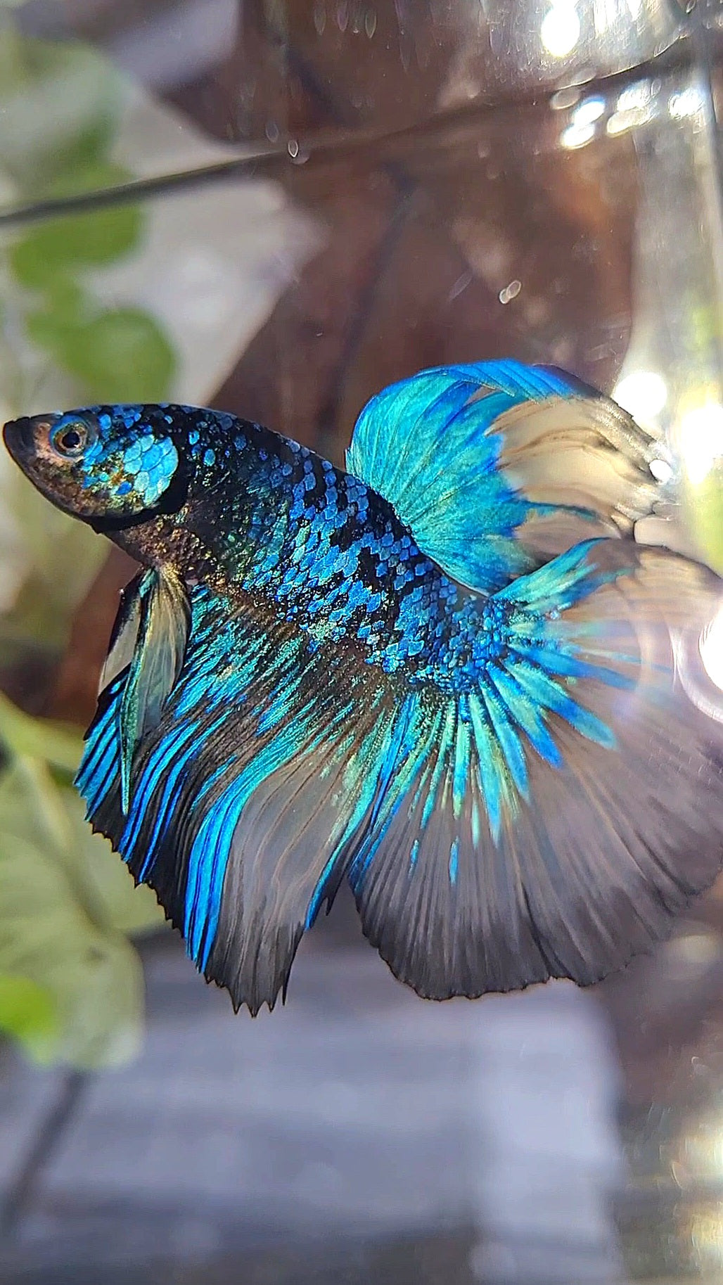 HALFMOON ROSETAIL BLACK GALAXY BLUE AVATAR YELLOW BETTA FISH